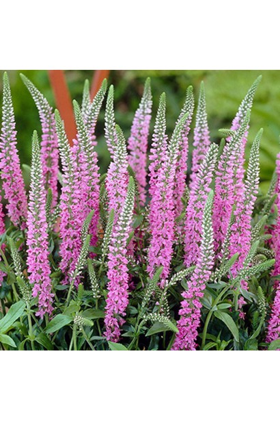 Вероніка колосиста рожева